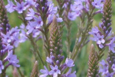 Flores lavanda para jardines