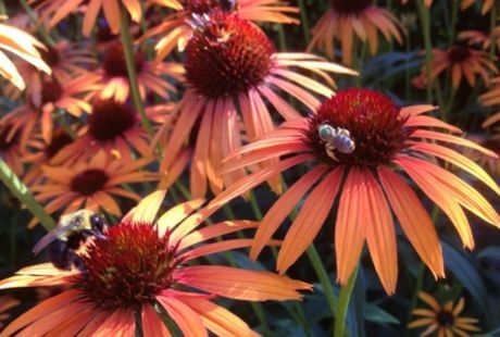 Flores marrones para el jardín