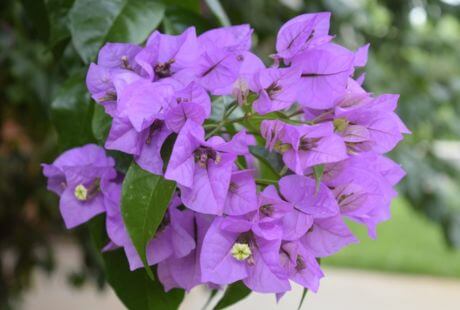 Flores moradas brillantes