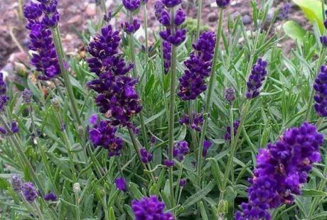 Flores moradas para climas fríos