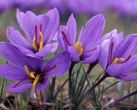 Flores moradas para la salud