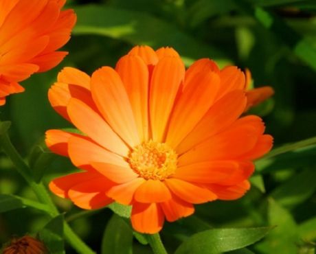 Flores naranjas para productos comesticos