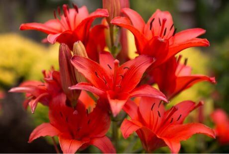 Flores rojas elegantes