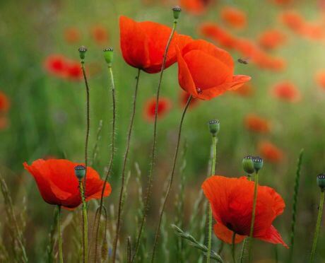 Flores rojas silvestres