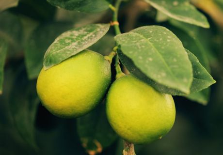 Fruta verde rico en vitamina c