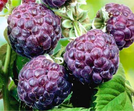 Frutas moradas nutritivas