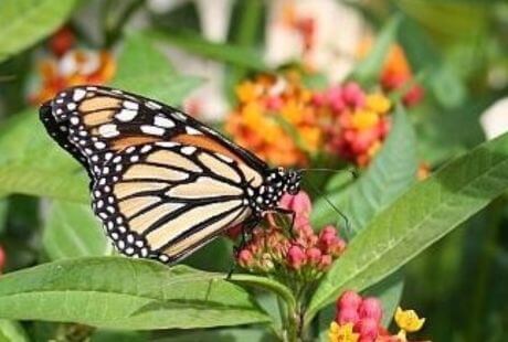 La asclepia viridis es importante para las mariposas