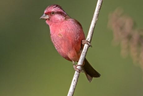 Pajaros de color rosa