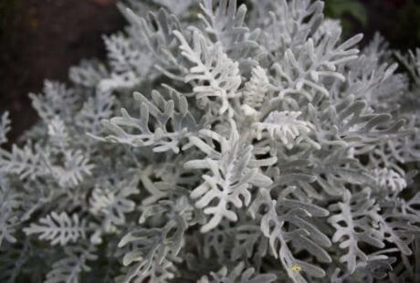 Planta gris para primavera