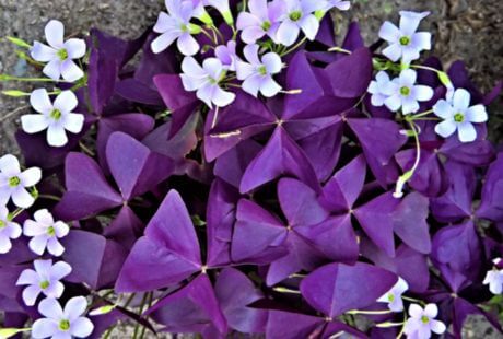 Planta mariposa morada