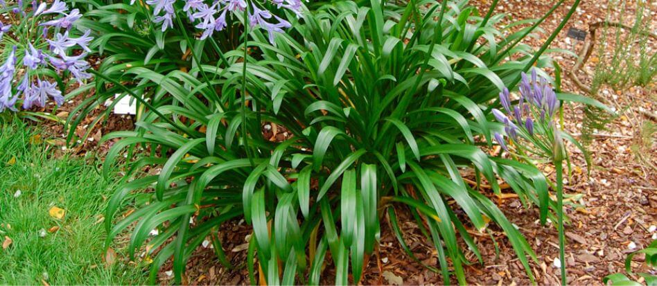 Plantas con flores verdes para exterior