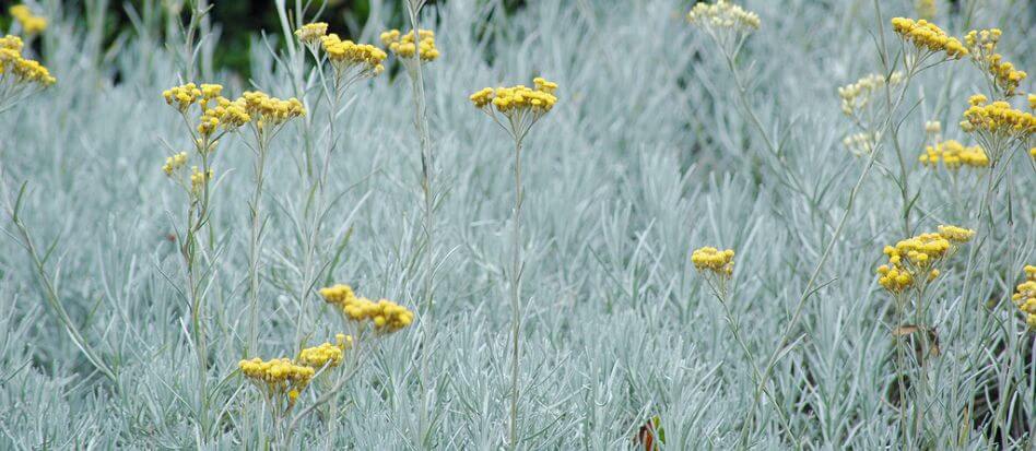 Plantas faciles de cuidar color gris