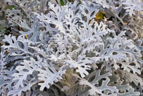 Plantas grises que florecen en verano