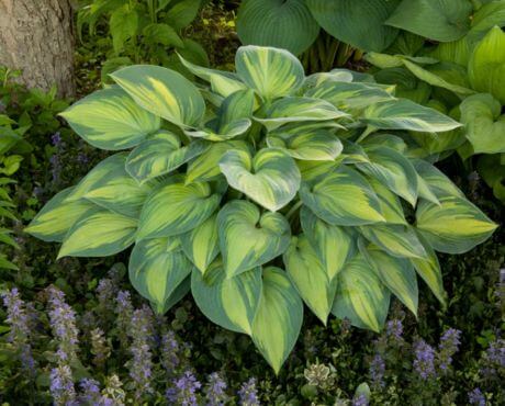 Plantas verdes hermosas