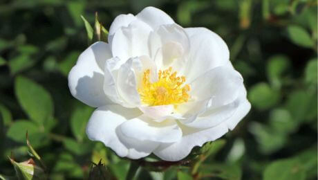 Rosa blanca