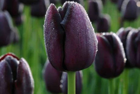 Tulipan queen of night para arreglos florales