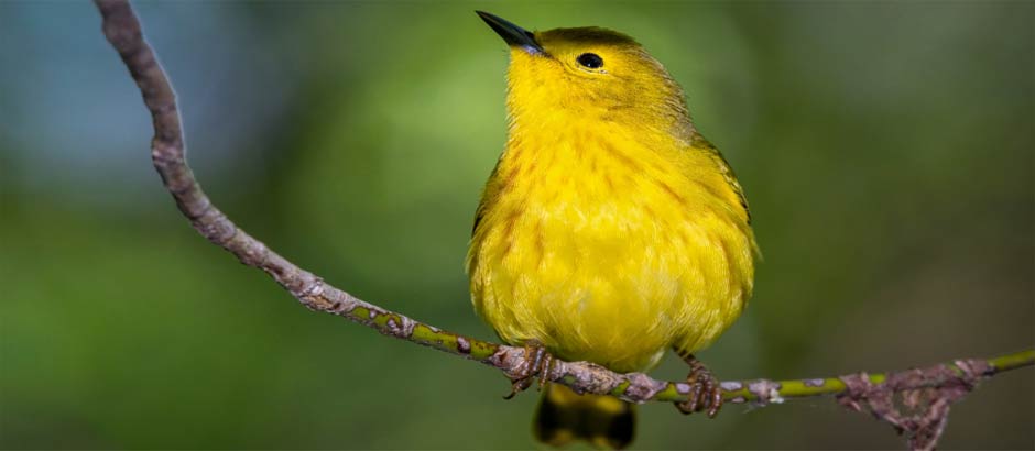 aves amarillas