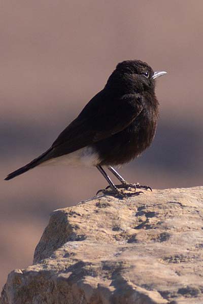 Aves con plumas negras