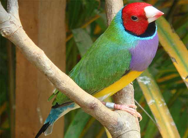 Aves con plumas verdes