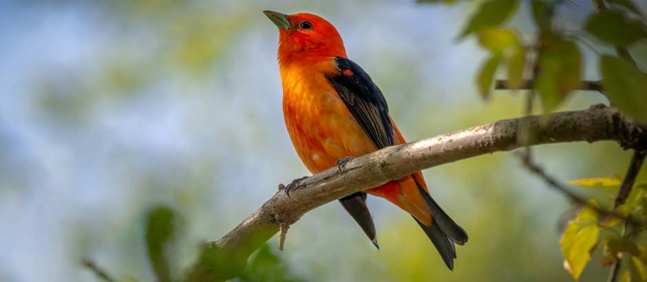 Aves naranjas