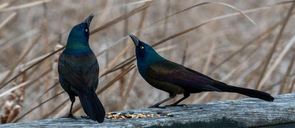 aves negras