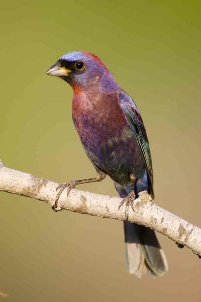 pájaros con plumaje morado