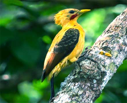 pájaros que son amarillos