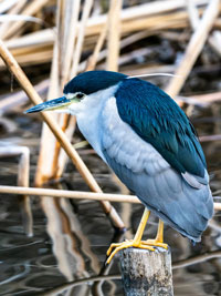 Pájaros azulados