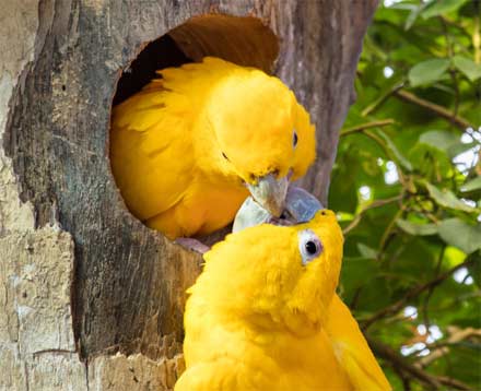 aves completamente amarillas