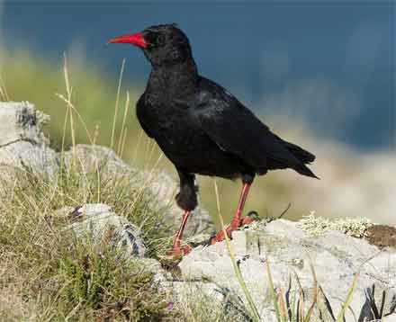 aves con plumaje negro