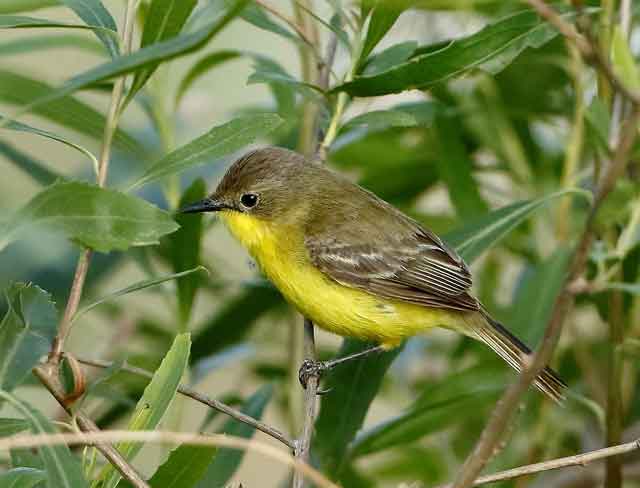 pájaros de plumaje amarillo