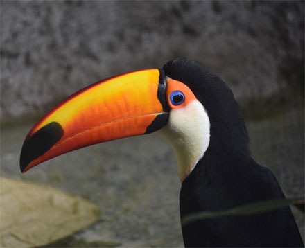 Pájaros de color naranja