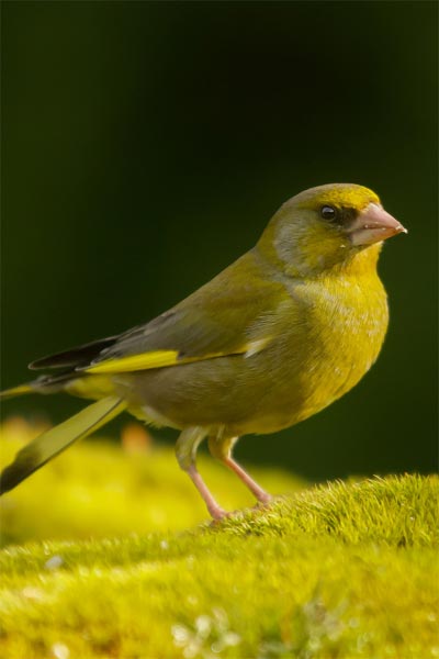 Pájaros de color verde