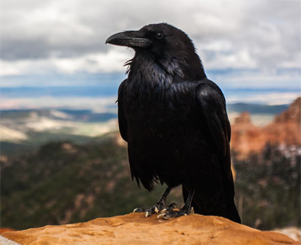 pájaros negros