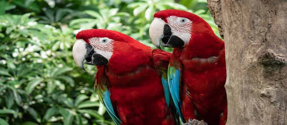 Pájaros rojos