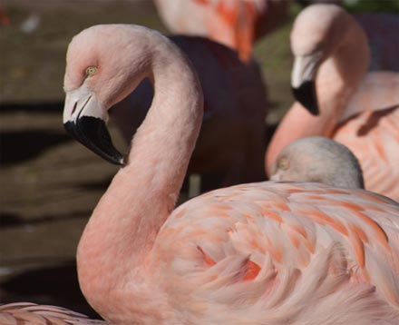 Pájaros rosas