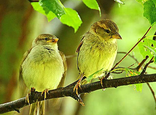 Pájaros verdes